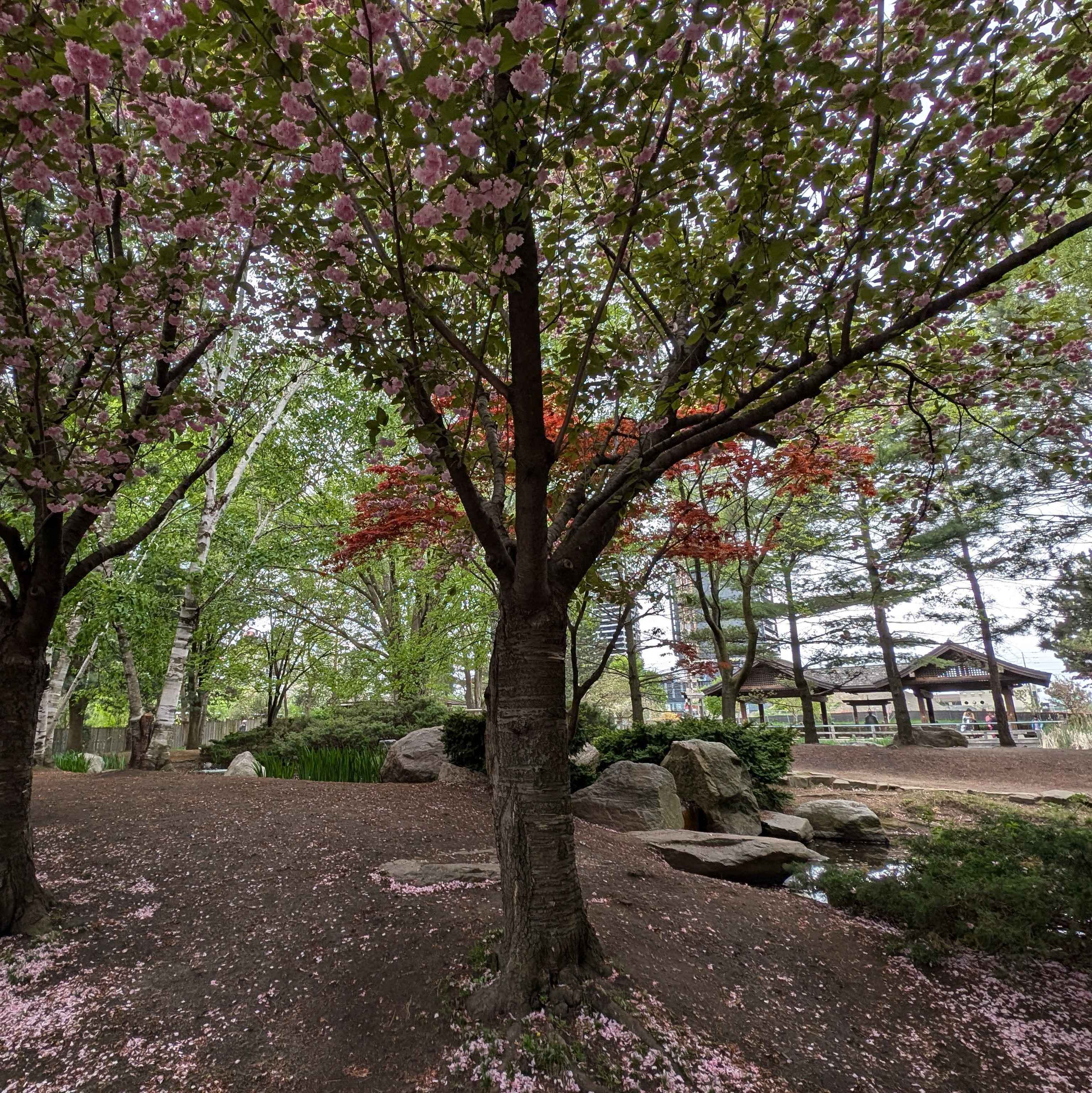 Kariya Park. An outlook from within its forestry. The shrine is up ahead.